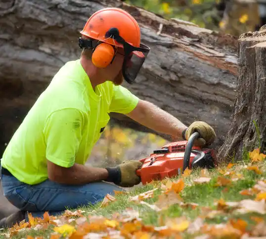 tree services Drexel